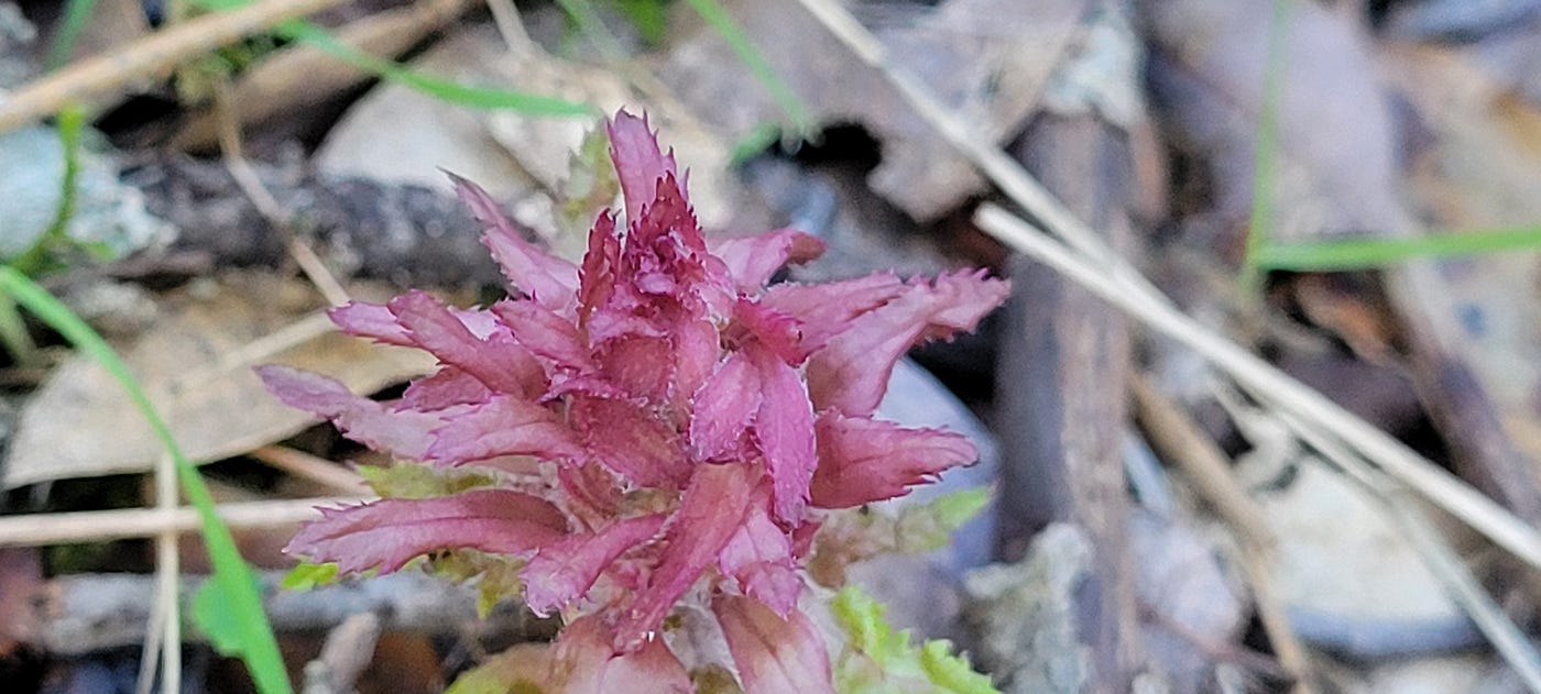 Pedicularis Densiflora a parasitic plant in Onagraceae