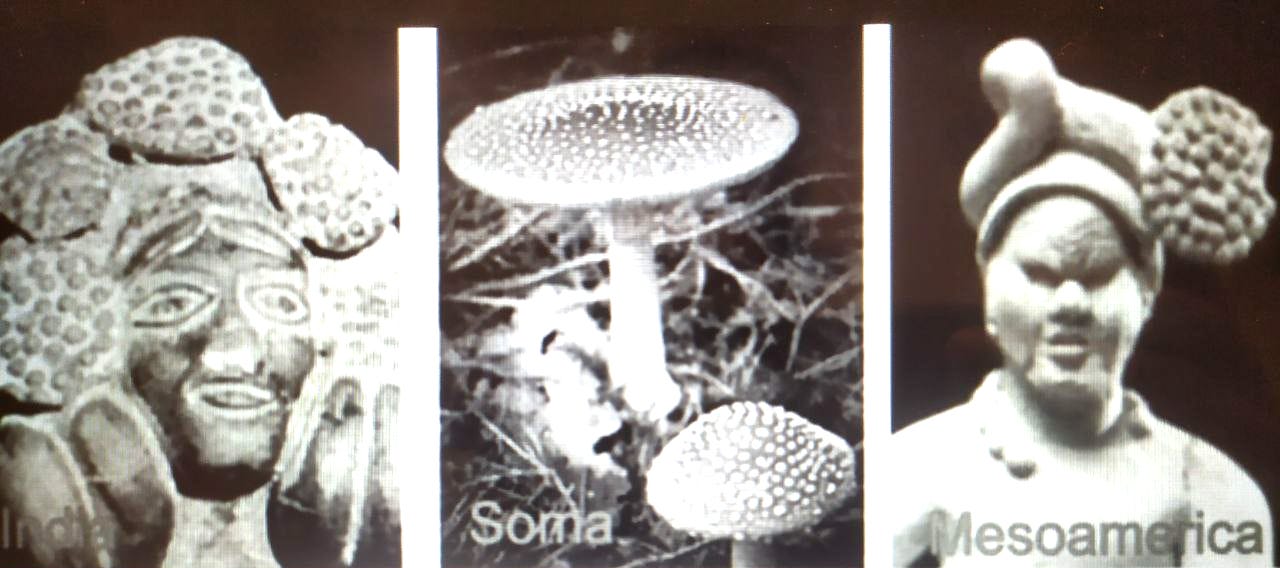 Harappan Civilization's Psychedelic Secret about Soma. Crown of