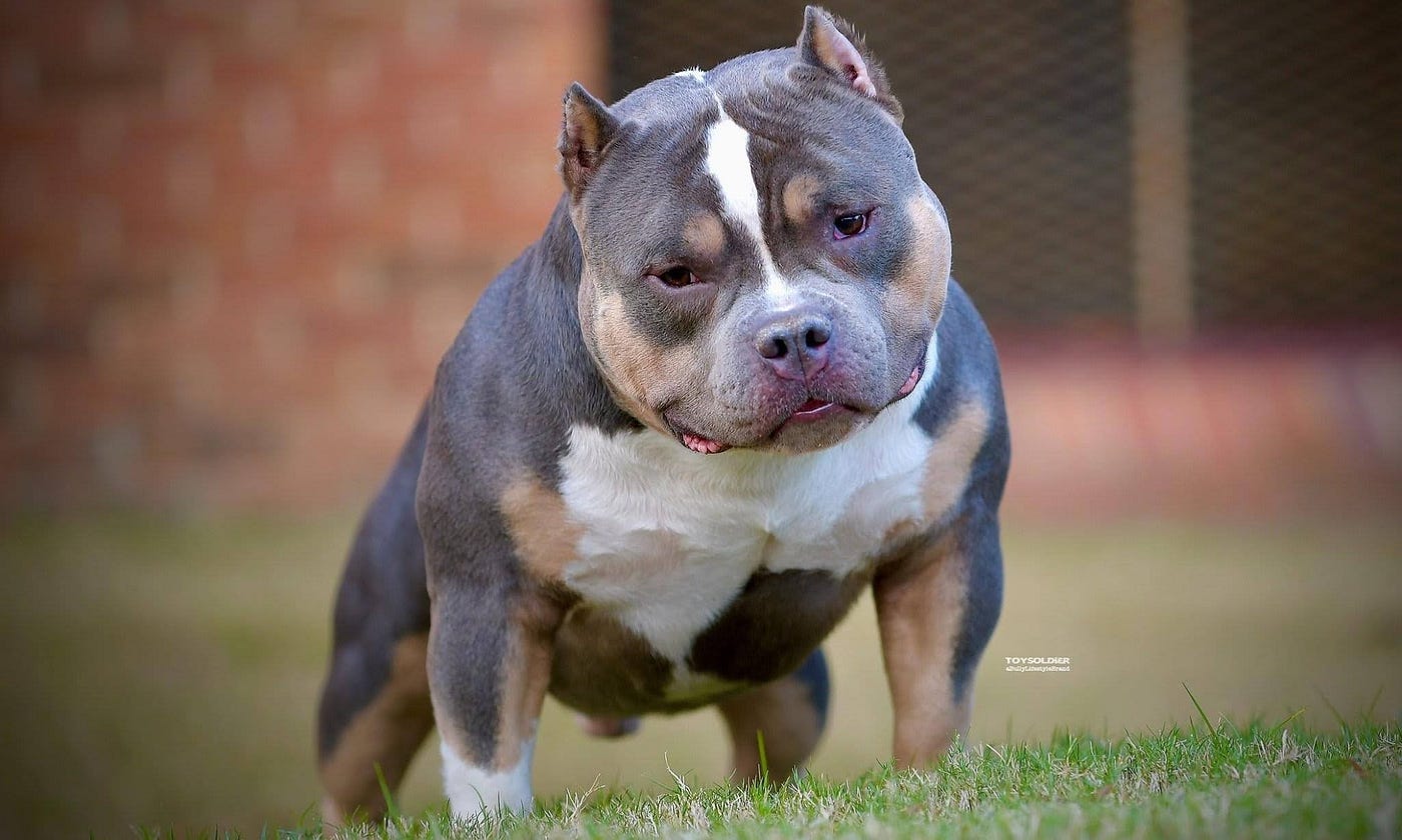 The Top Producing American Bully Studs (Best Pocket Bully Studs) 2022 —  Venomline | Venomline