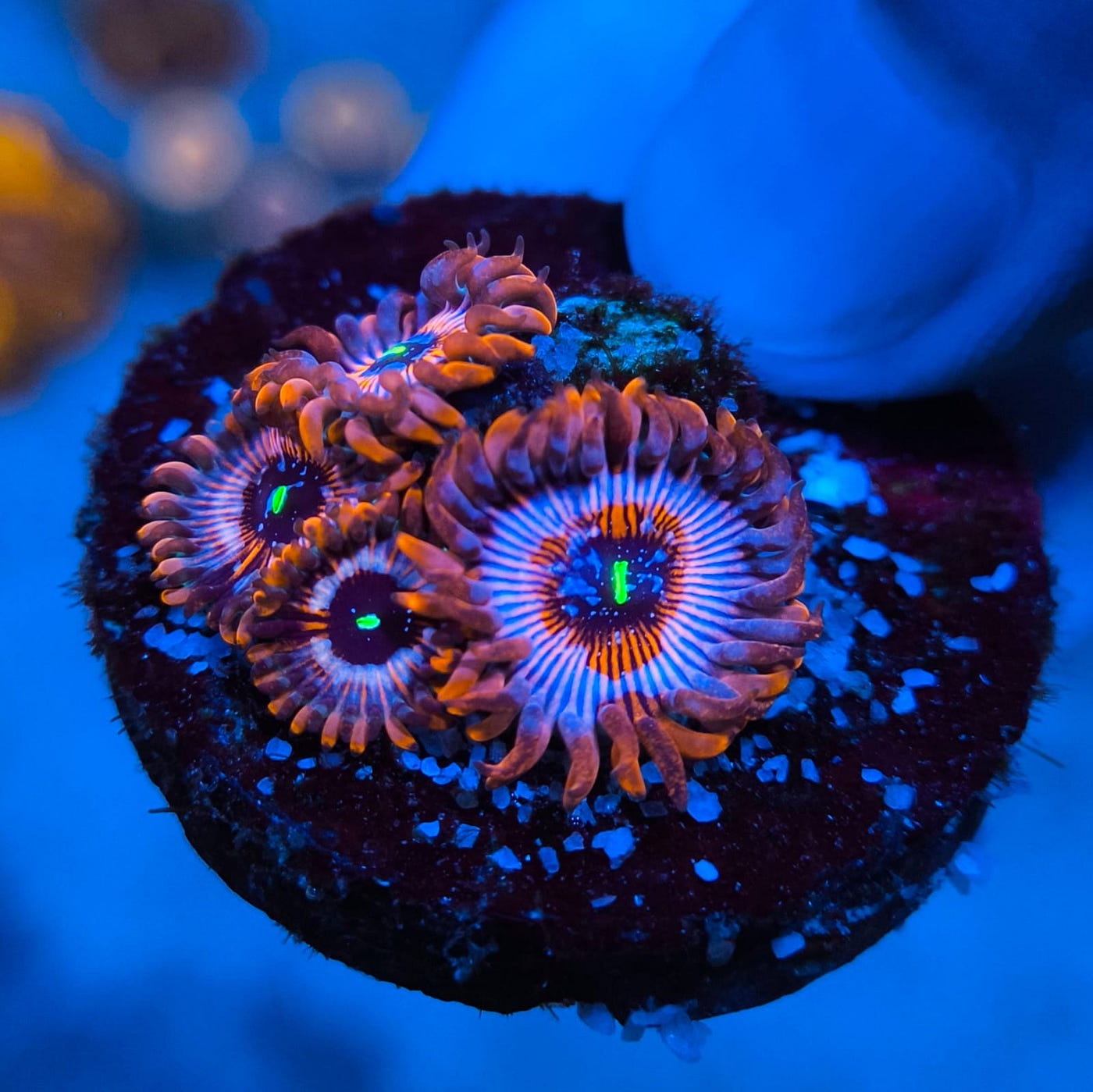 Zoanthids, the flowers of the sea