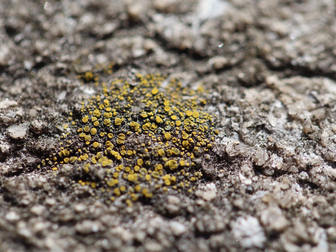 A miniature wilderness on the rock face: Golden cups of a tiny lichen colony claim their territory, anchoring a thriving micro-habitat directly onto the ancient, weathered grains of a granite outcrop. (Photography: Francine Fallara)