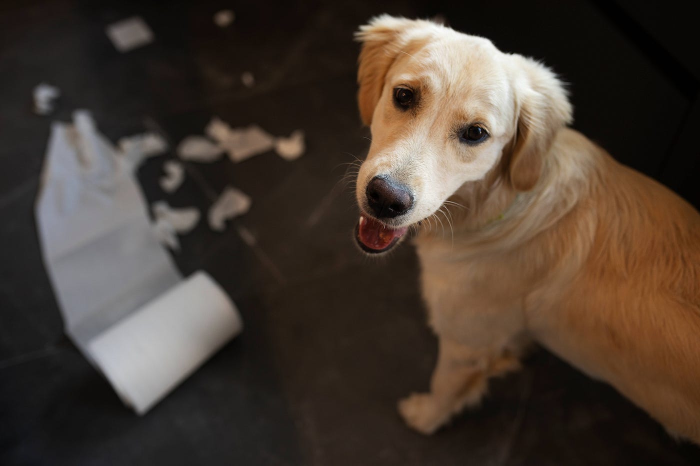 How to Potty Train a Rescue Dog Who Was Never Trained Before?