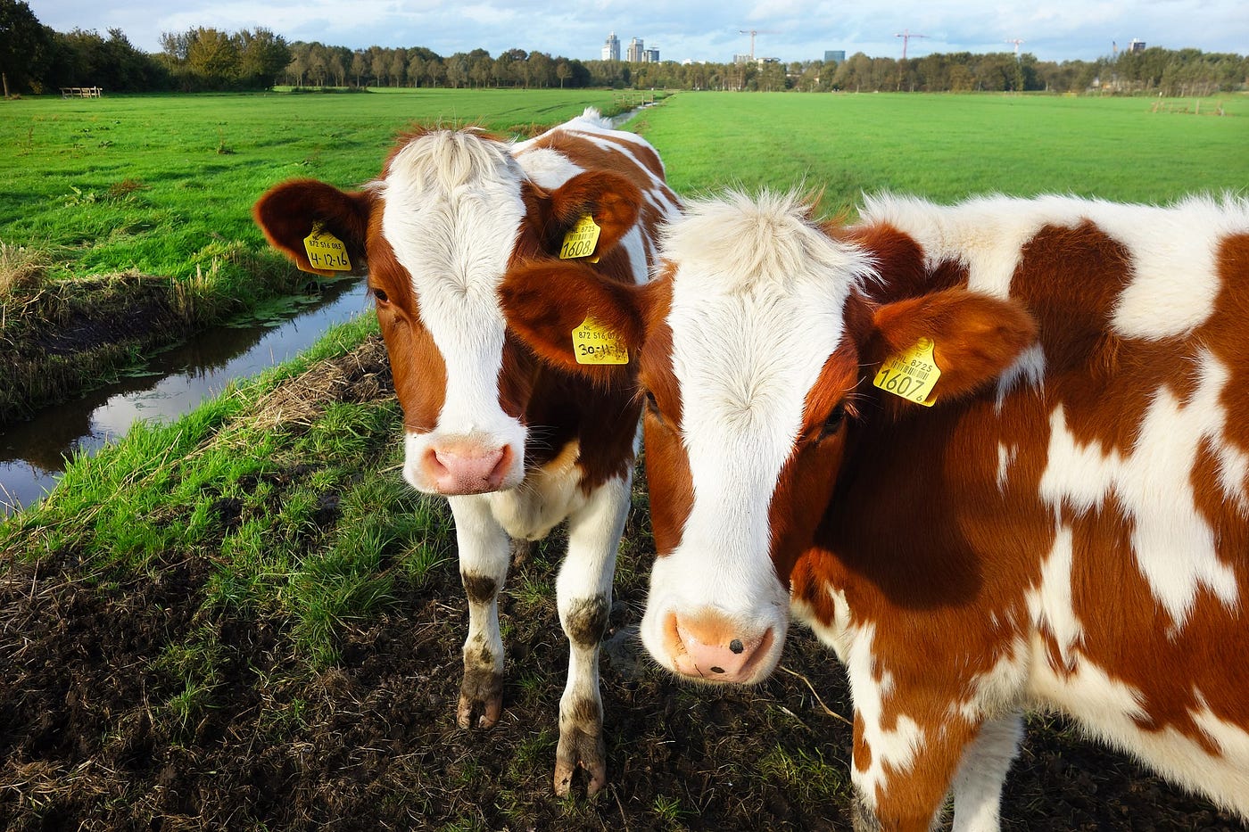 A Rotterdam, les vaches flottent sur l’eau pour protéger le climat