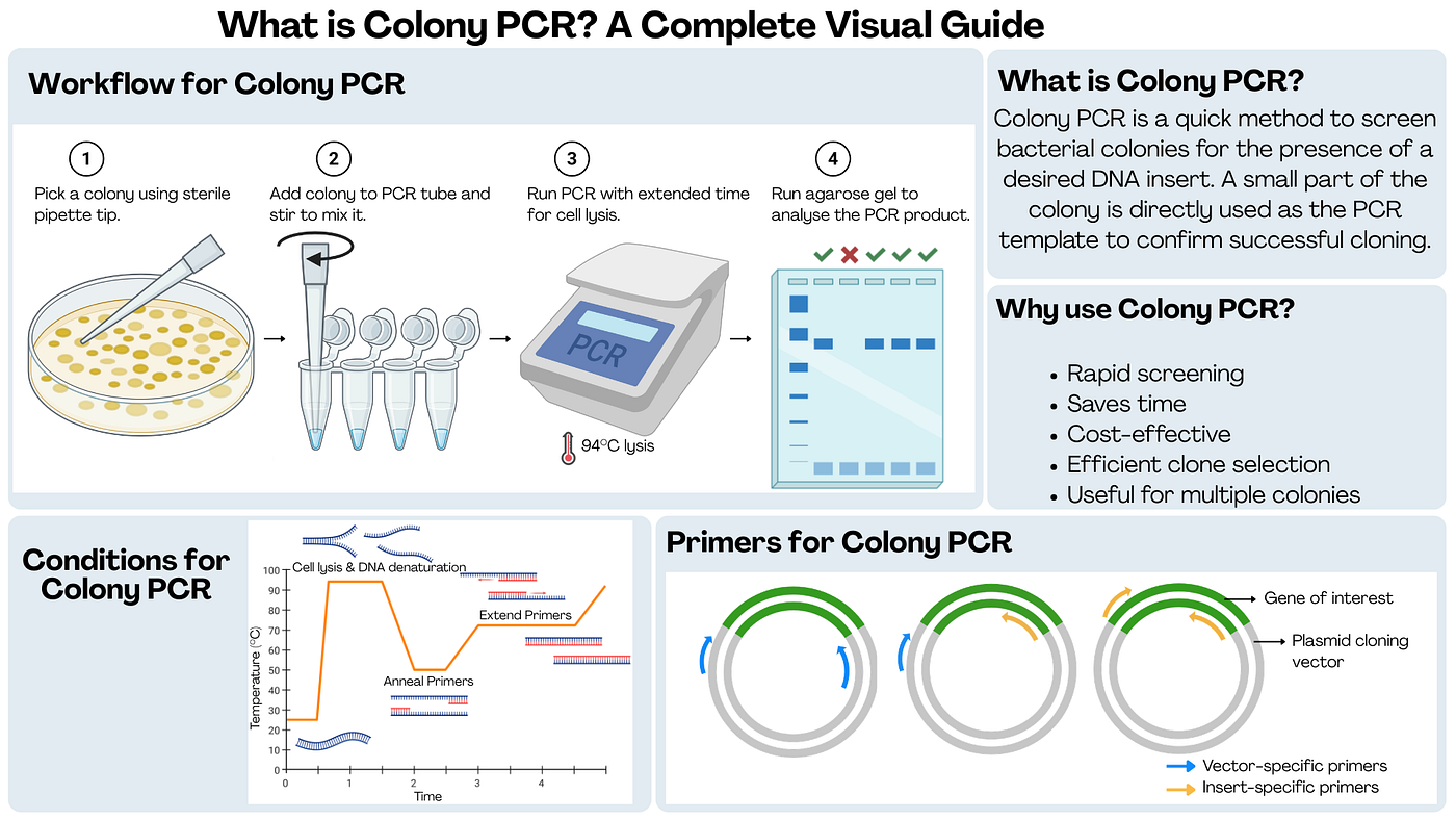 Colony PCR: A Quick Method for Screening Clones