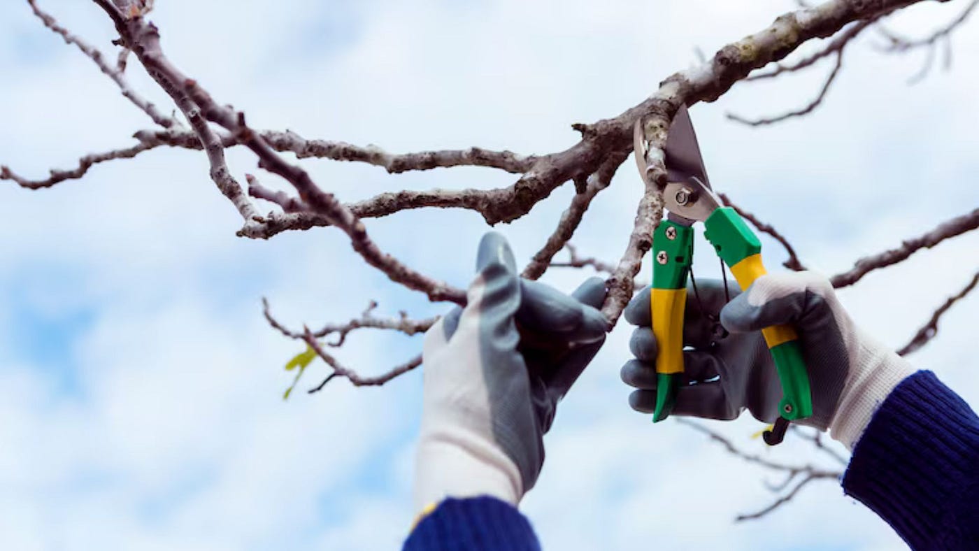 Why Homeowners Trust a Tree Pruning in Billings MT Company Before Storm Season