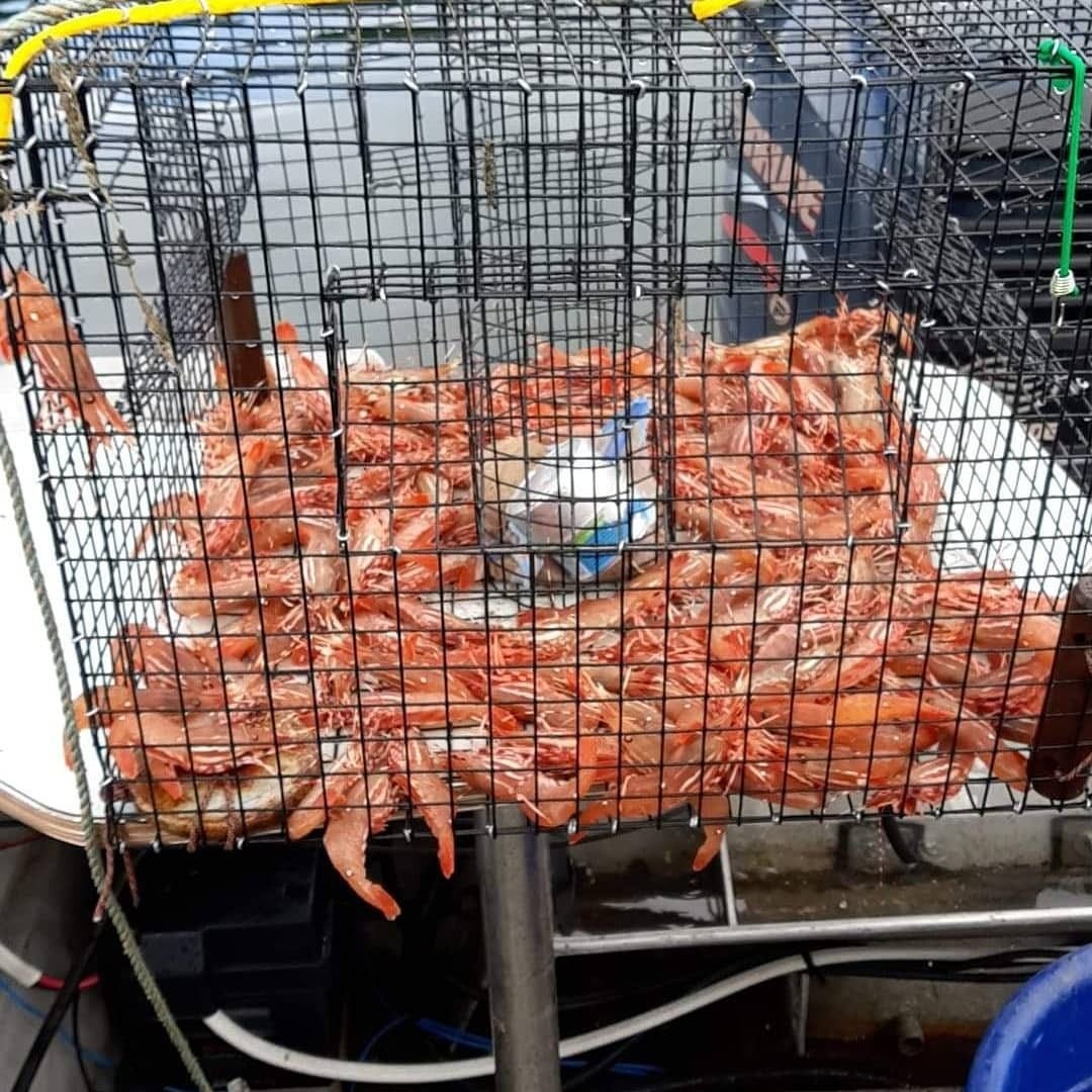 Update: 'Spot' on advice for Puget Sound shrimpers | by The Washington Department of Fish and Wildlife | Medium Update: 'Spot' on advice for Puget Sound shrimpers | by The Washington Department of Fish and Wildlife | Medium
