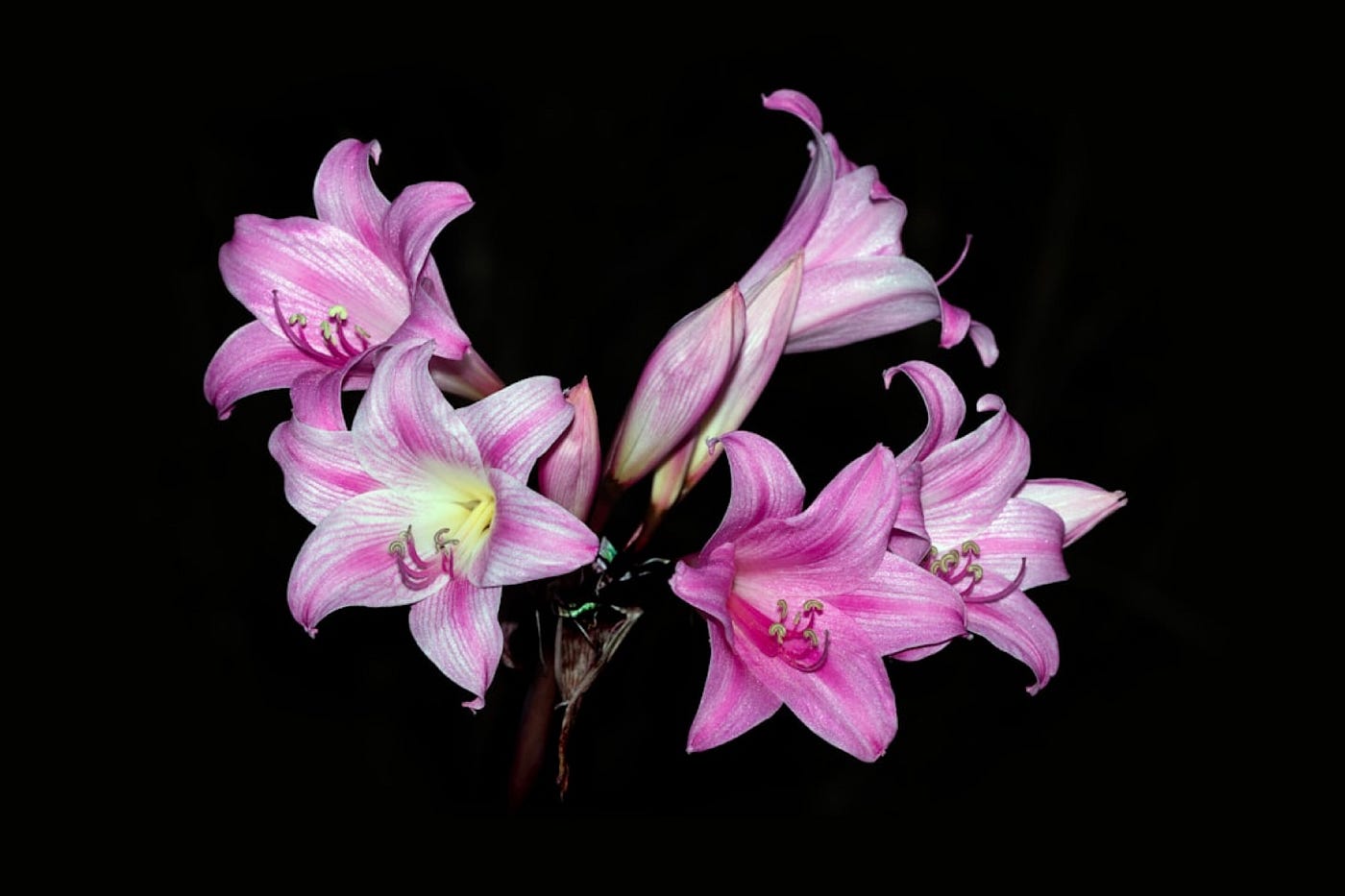 Haunted Herbals: 3 Cursed Plants from Horror Fiction That Deserve More  Respect | by Adell Lashawn | Rational Dread | Medium