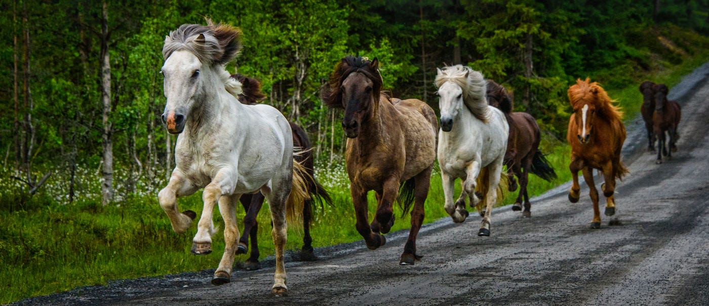 Viking Horses