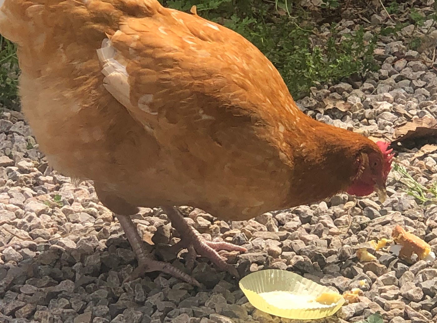 We Have One French Hen
