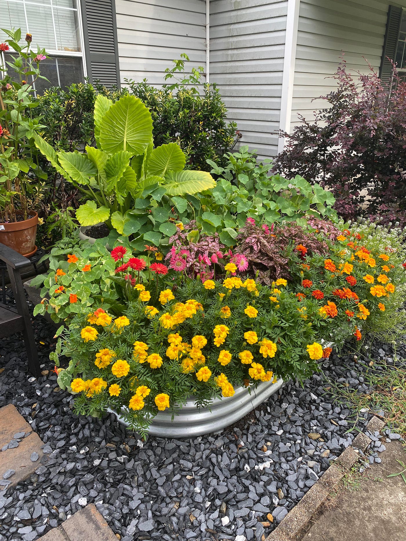 7 Tips for Container Gardening in October for All Plants