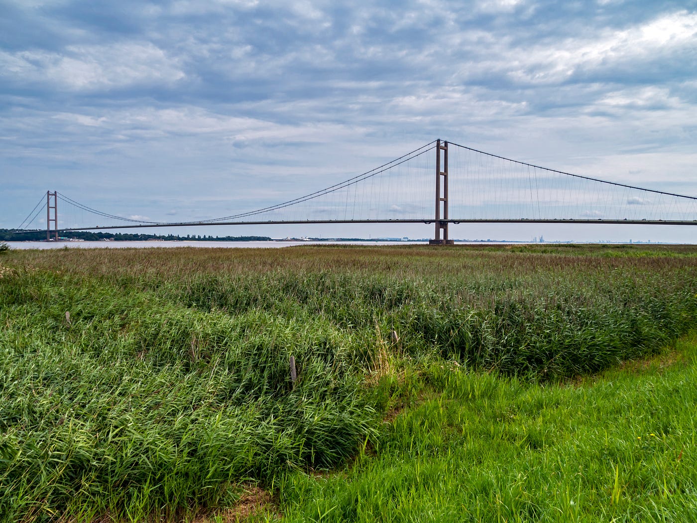 Extensive summer reedbeds beside the Humber Estuary, with the Humber Bridge in the background (Photo by Author)