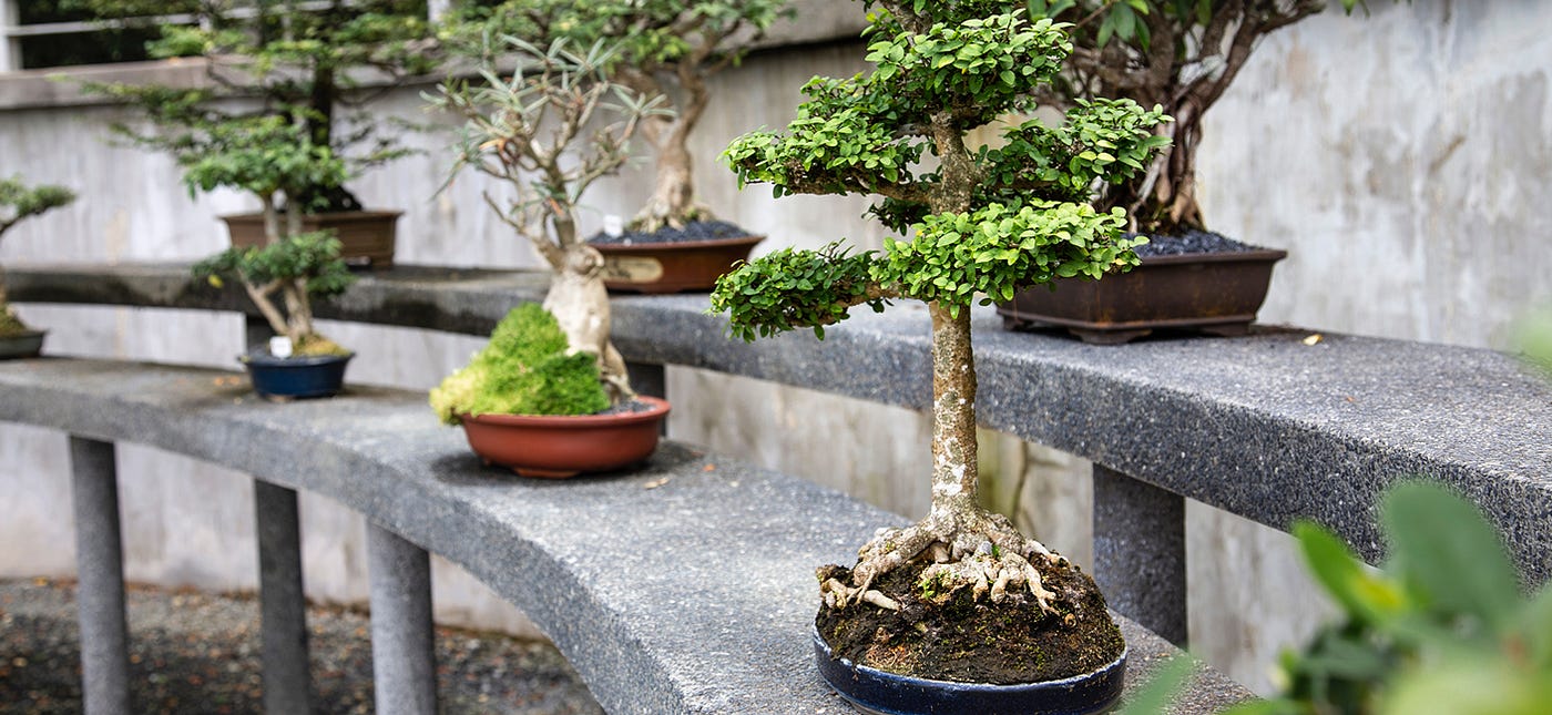 Everything You Need to Know About Bonsai Tree Pots (Literally!)