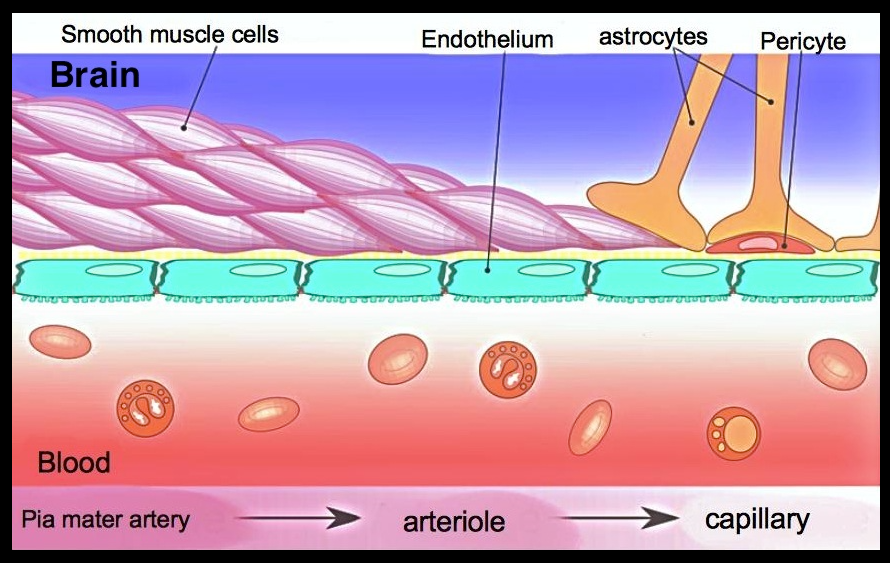 tirzepatide blood brain barrier What Is the Blood-Brain Barrier? Why & How to Protect It Proactively | by  Dr Mehmet Yildiz | ILLUMINATION