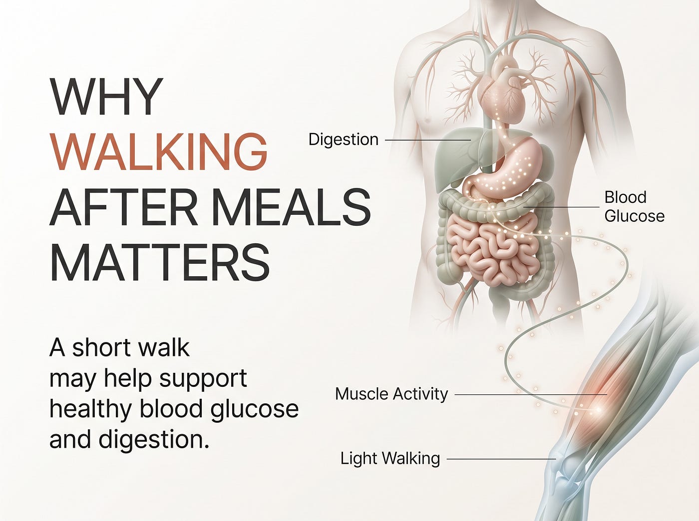 Why Walking After Meals Matters
