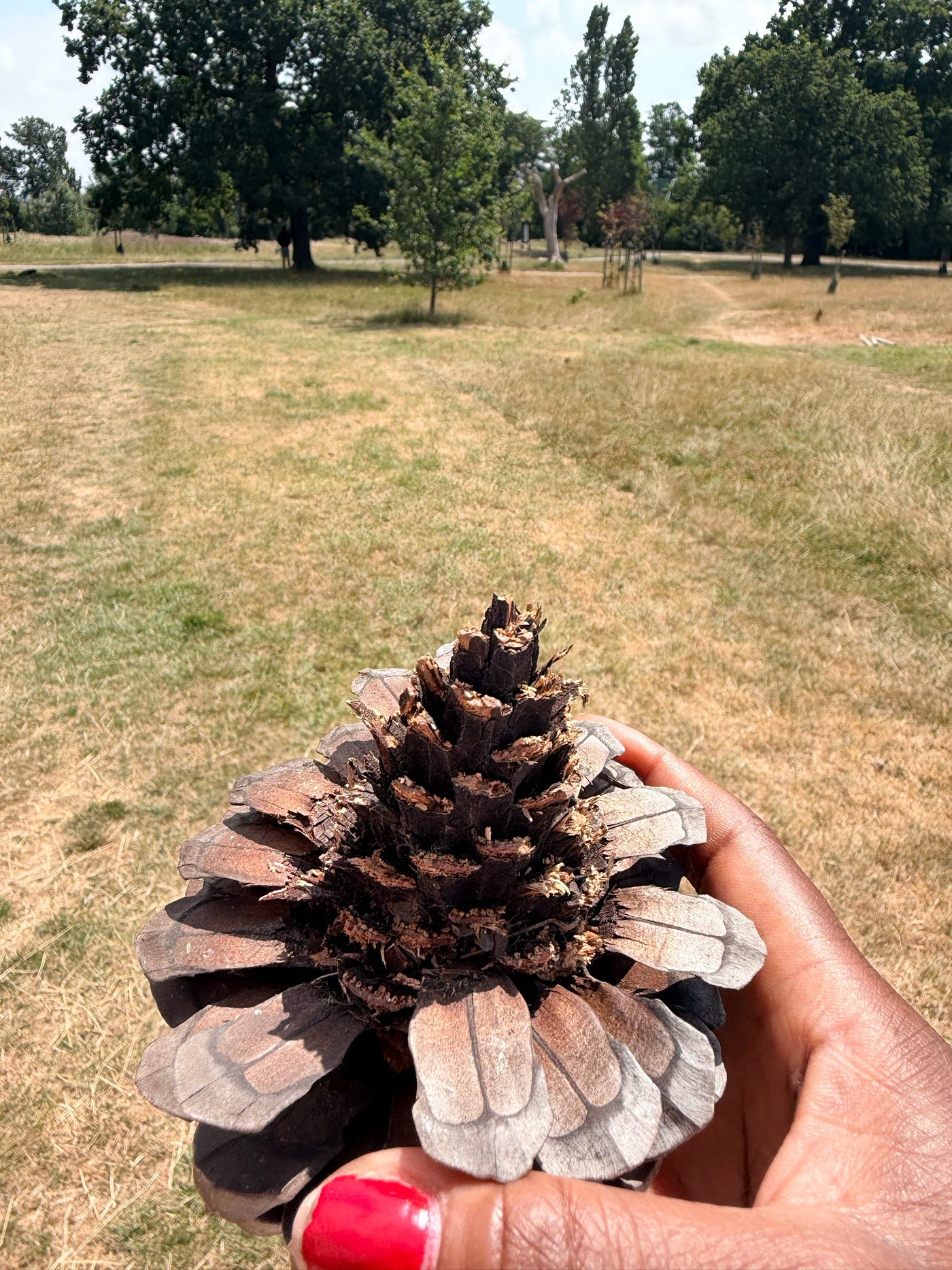 The Story of the Broken Pine Cone