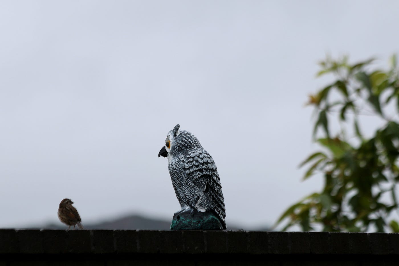 What Behavior to Birds Have When Its Going to Rain: Surprising Signs Revealed