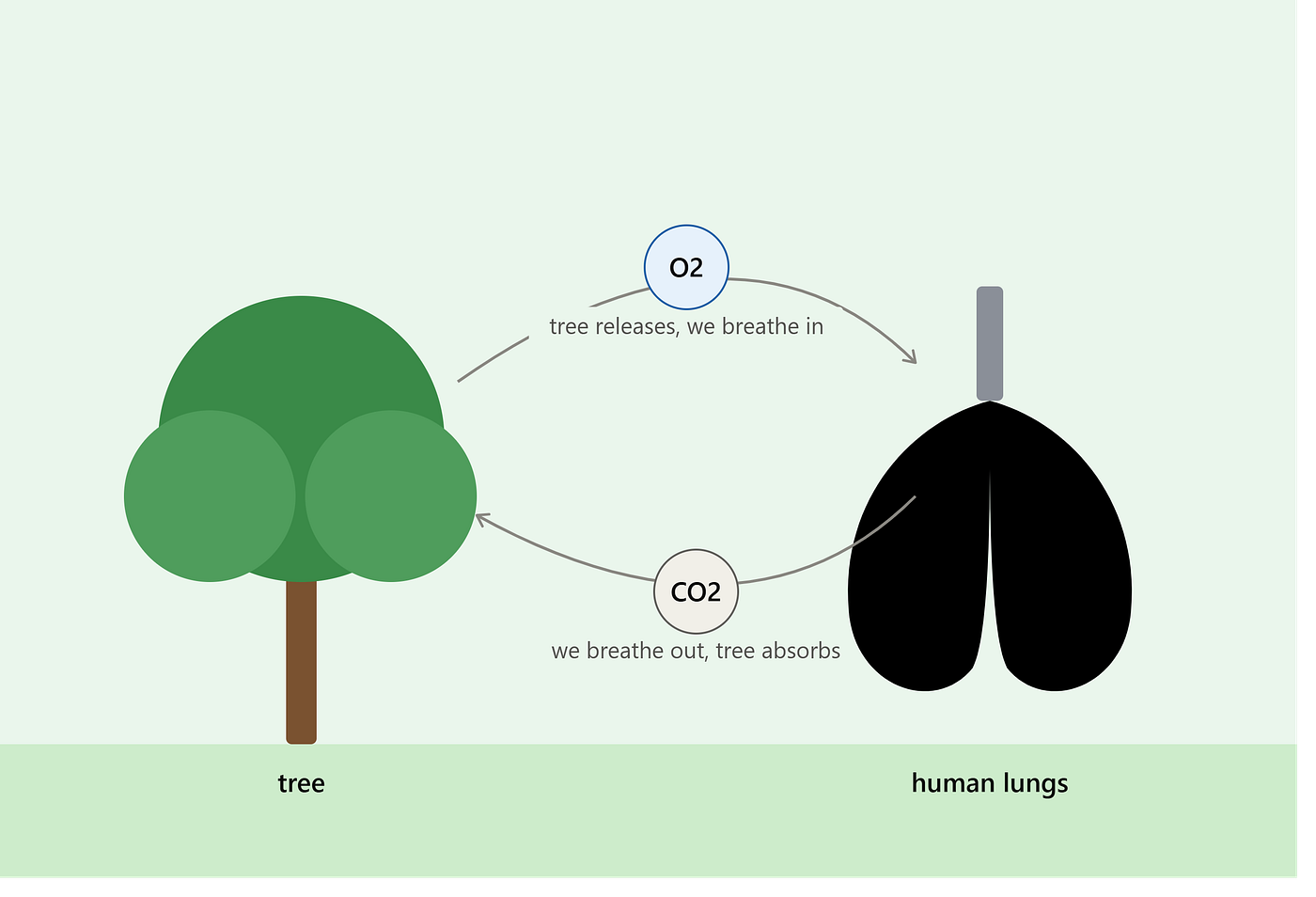 Why Trees Are the Lungs of Our Planet