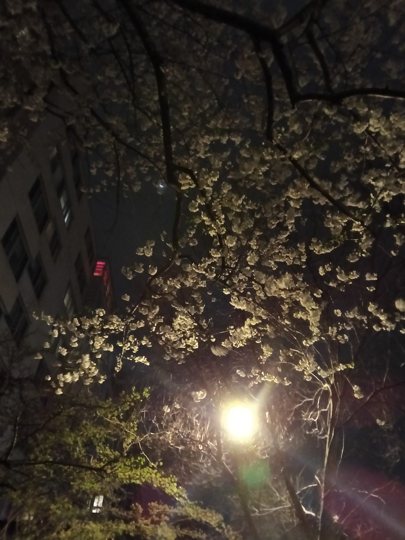 Canopy Evening