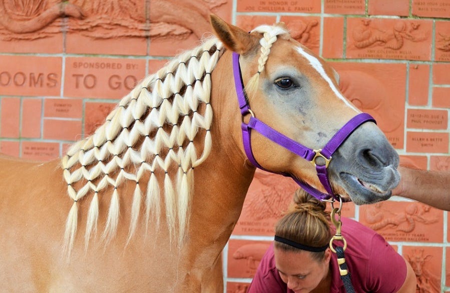 Horse manes with braided hair. We will discuss braided manes in this…, by  Onestopequineshop