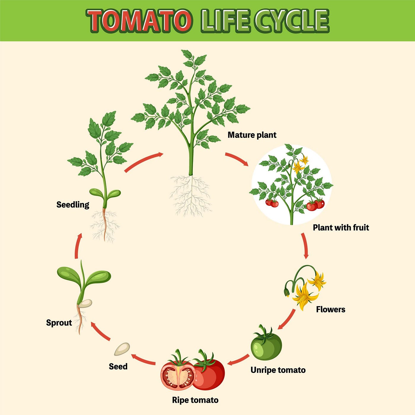 The Synergistic Power of Potassium and Boron: Unlocking High-Value Crop Potential