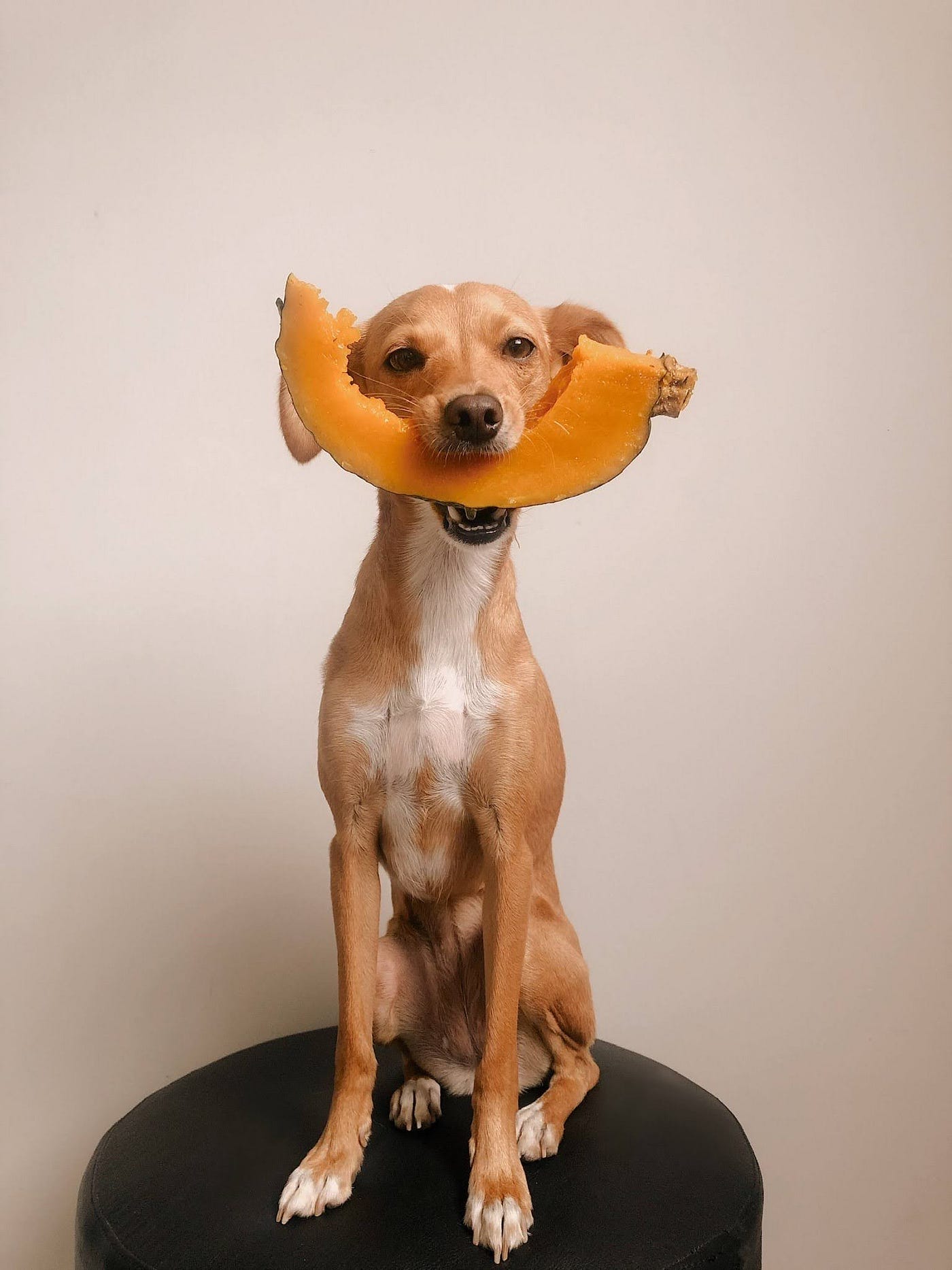 Cachorro pode comer abóbora?. Uma dúvida que muitos tutores têm é se… | by  MV Giovana F. Esmanhoto Arazaki | Medium