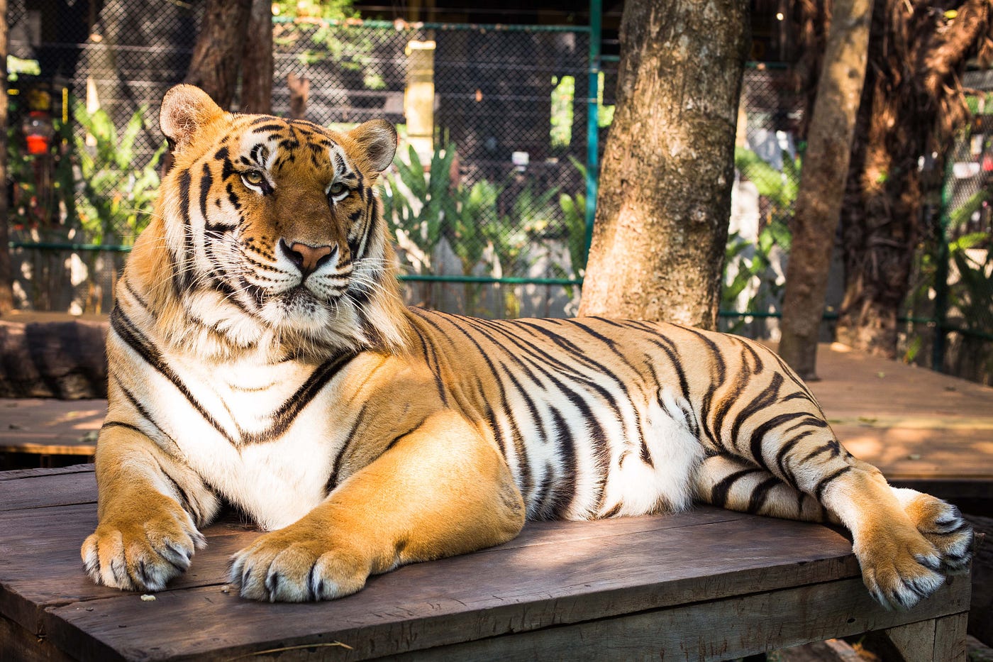 Tiger – Amazing Facts Of The Majestically Ferocious Animal