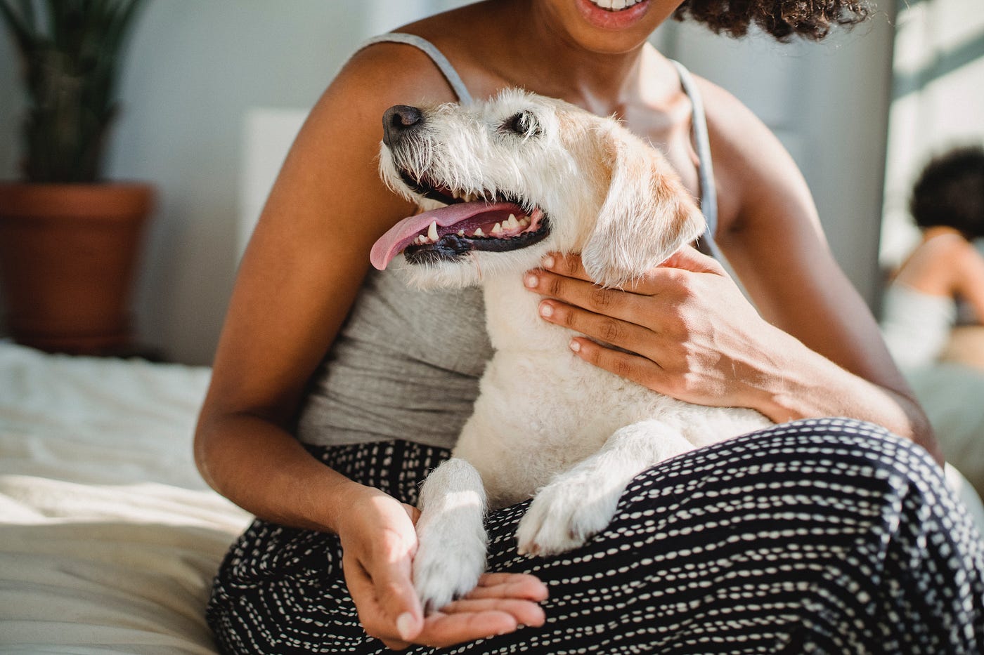 Dogs Respond to Our Need For Touch | by Nandini Maharaj, PhD | Creatures |  Medium