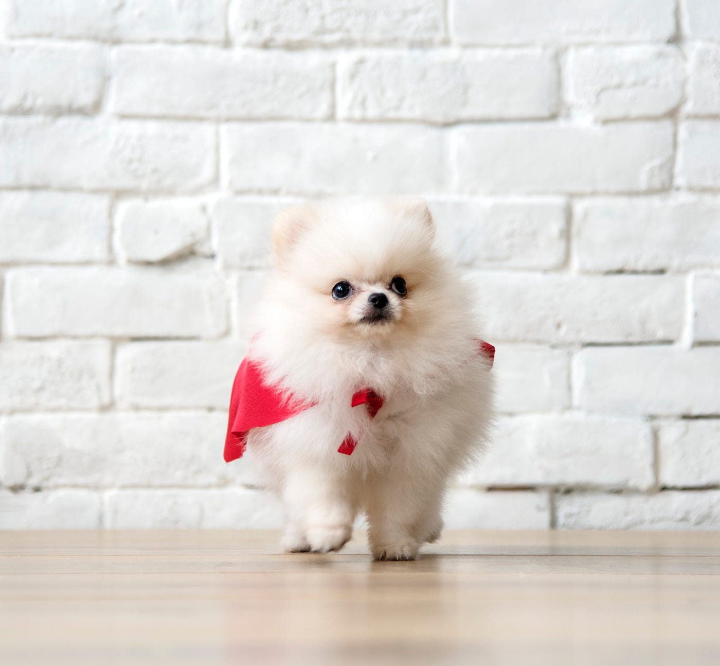 【ペットショップ】ペット！PetPlusから子犬の情報をスクレイピング