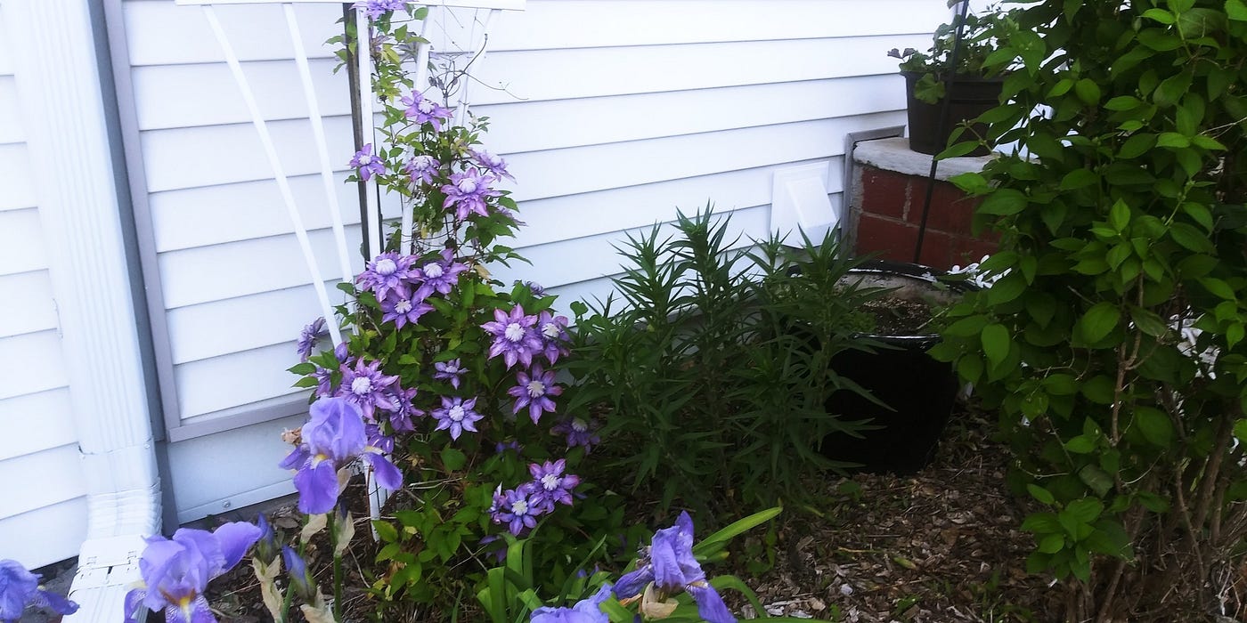 A Rainy Morning With Blooms