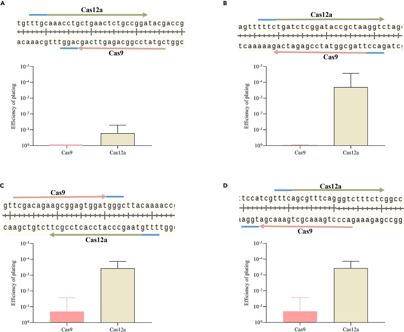 Left: A diagram of the CRISPR-Cas12a gene editing method. Right: Diagrams pulled from “Development of the CRISPR-Cas12a system for editing of Pseudomonas aeruginosa phages” comparing the results of utilizing Cas9 and Cas12 systems for CRISPR gene editing. Photo credit