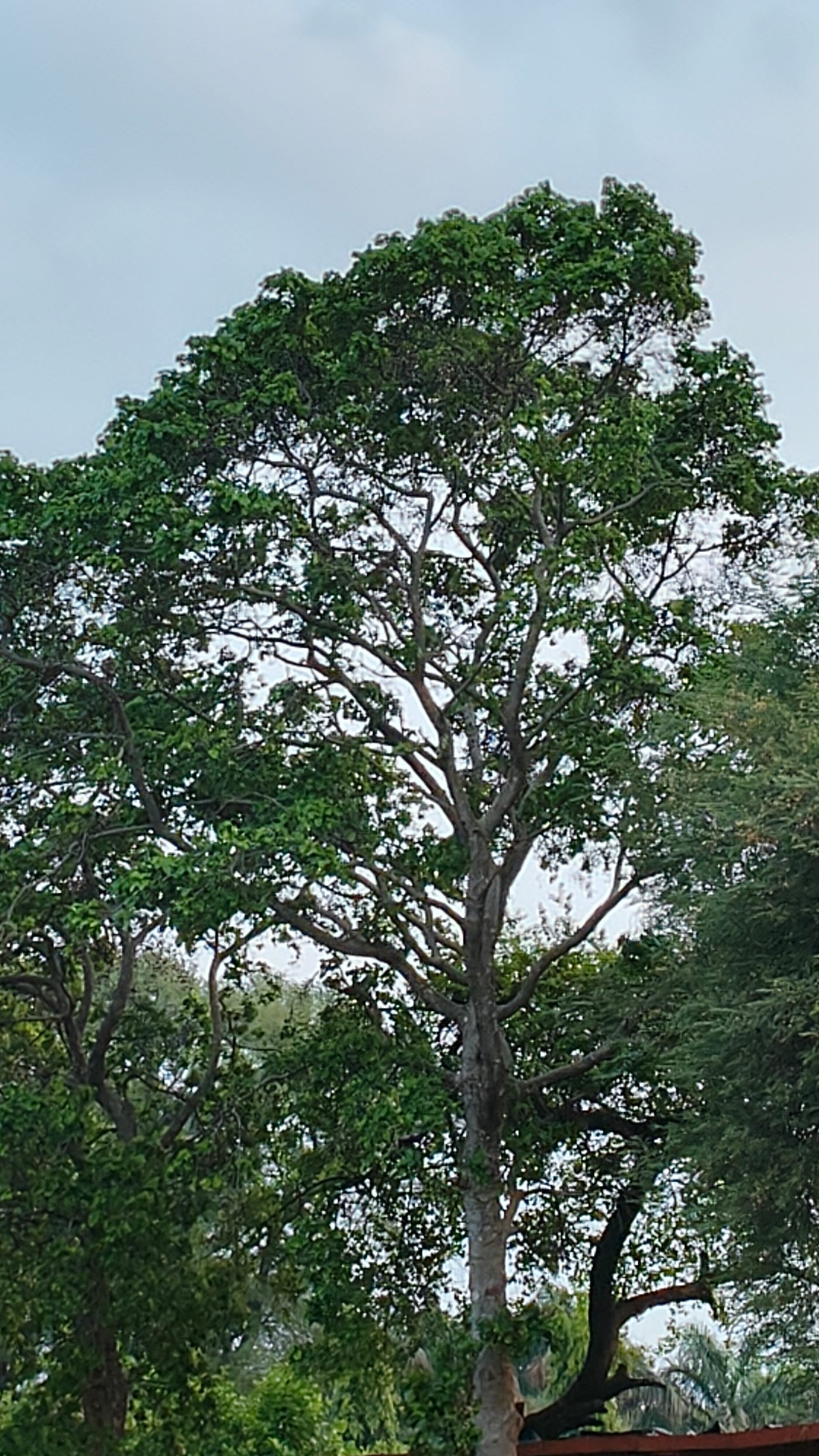 About Trees