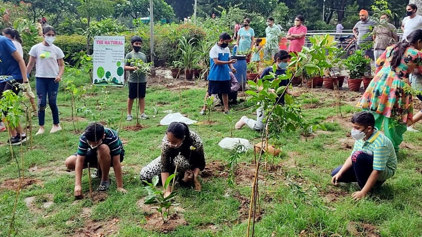 Plantation 2
