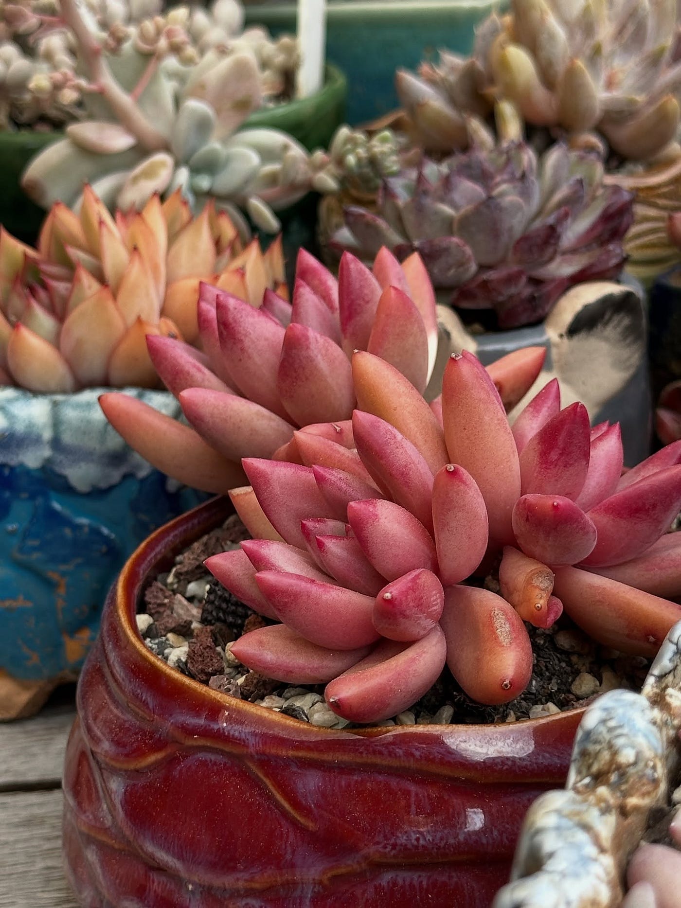 Best Fertiliser for Cactus and Succulents: Why Low Nitrogen Matters