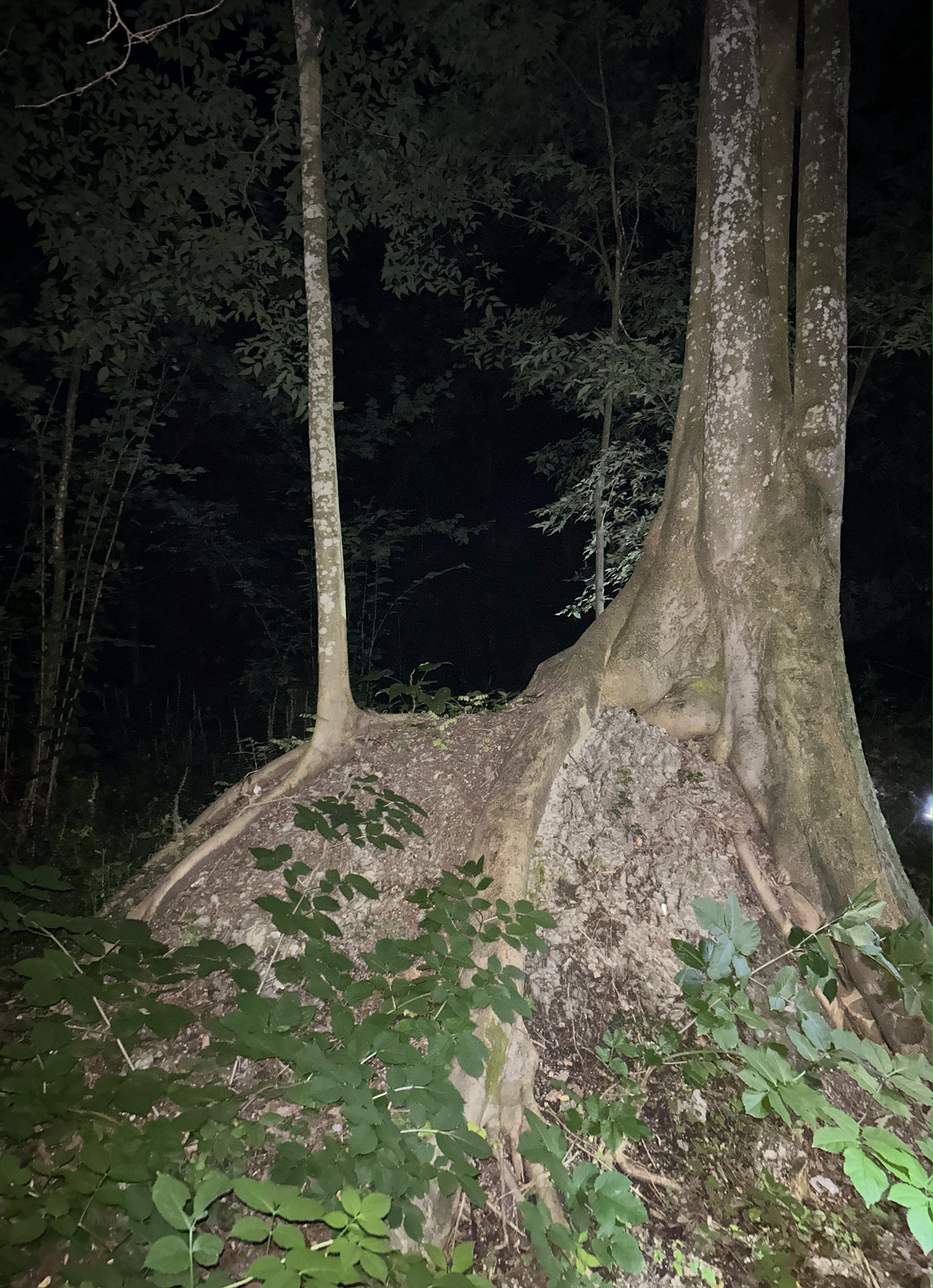 Chi salverà il Bosco dei cristalli?