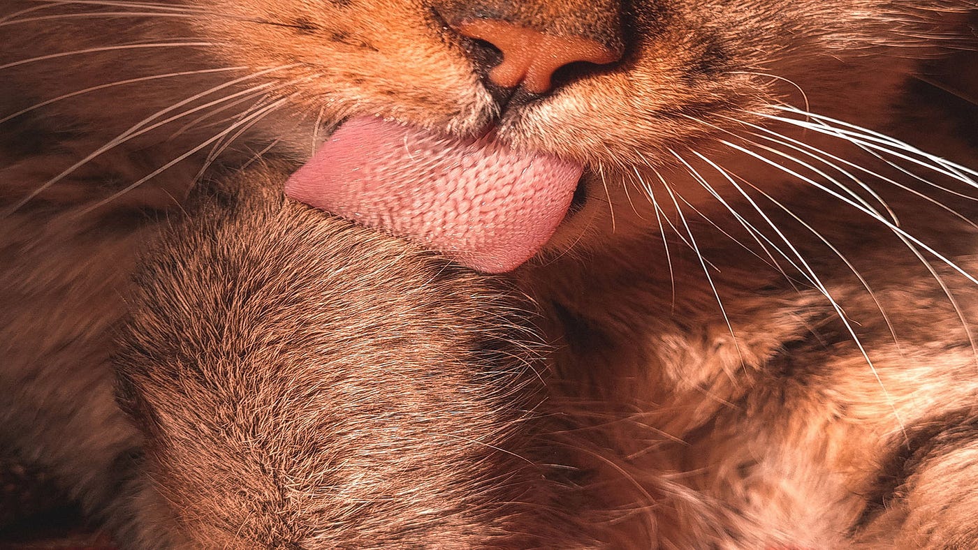 Why Do Cats Have Rough Tongues: Surprising Facts Revealed