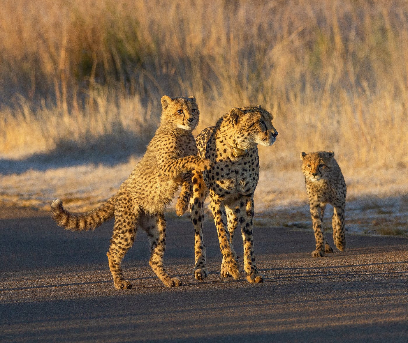 Spotless Cheetah: An Inspiring Story of A Cheetah Cub Learning to