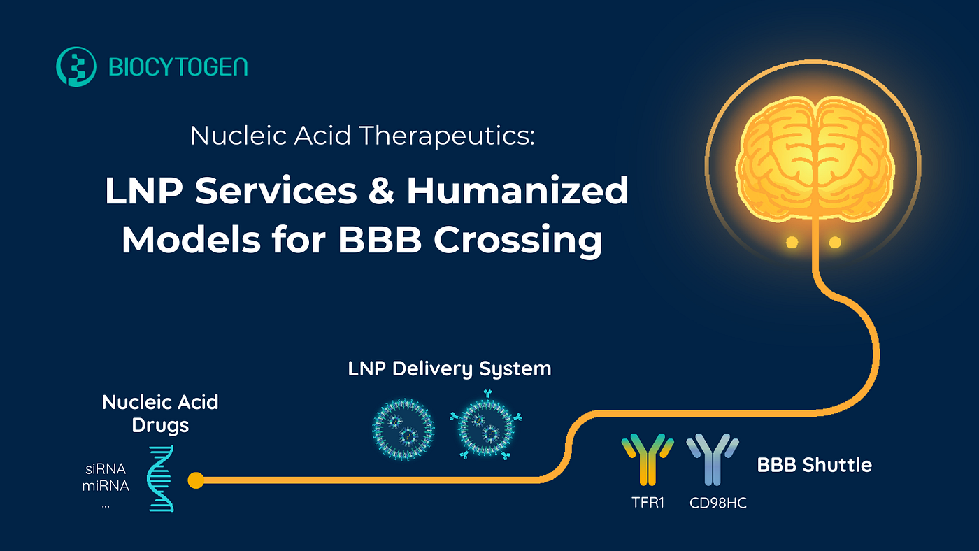 Nucleic Acid Therapeutics Delivery: LNP Services & Humanized Models for BBB Crossing