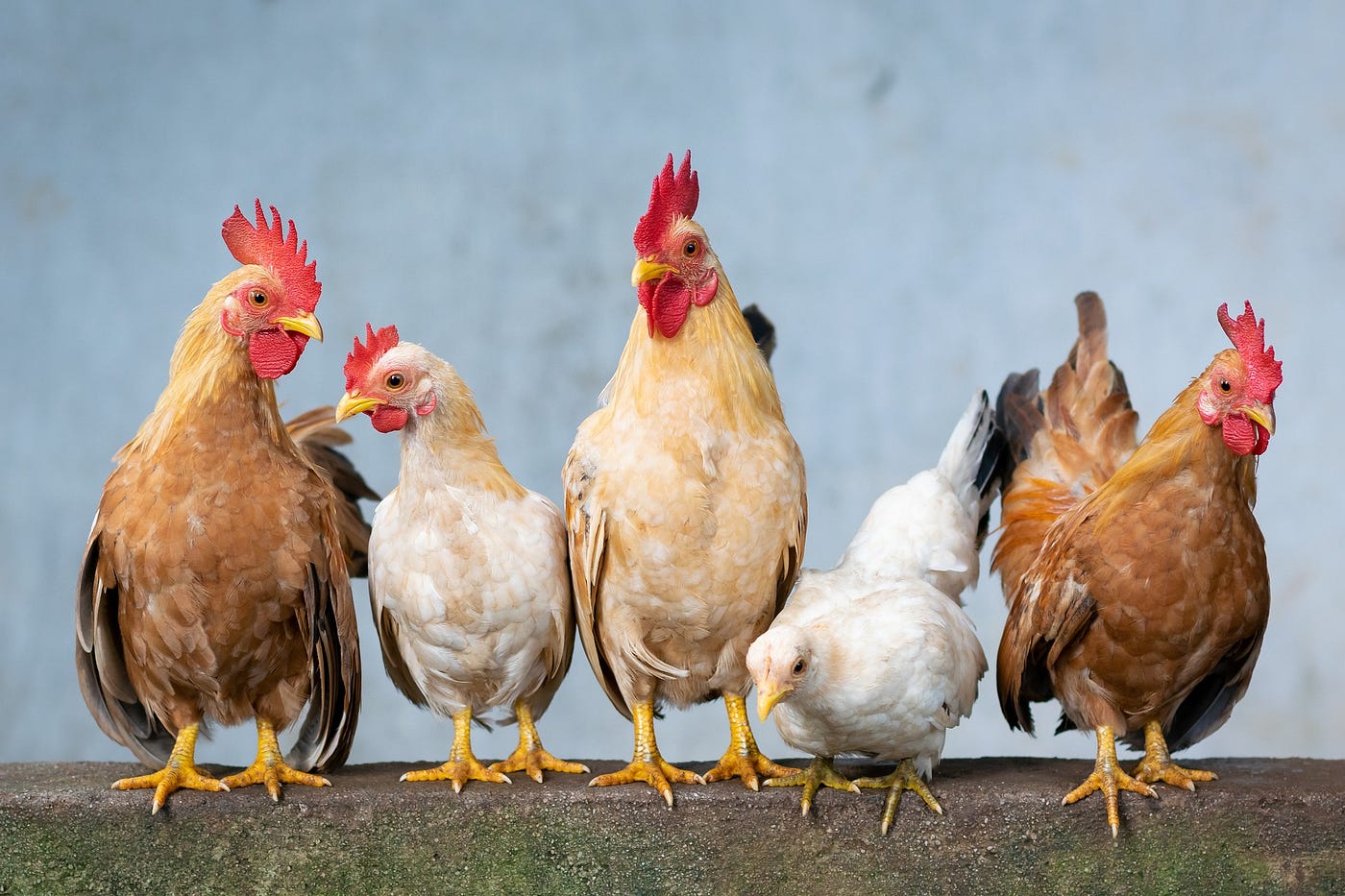 Menganti Kambing dengan Ayam: Sebuah Kisah Lama Tentang Fikih, Keadaan Hidup, dan Semangat Beribadah…