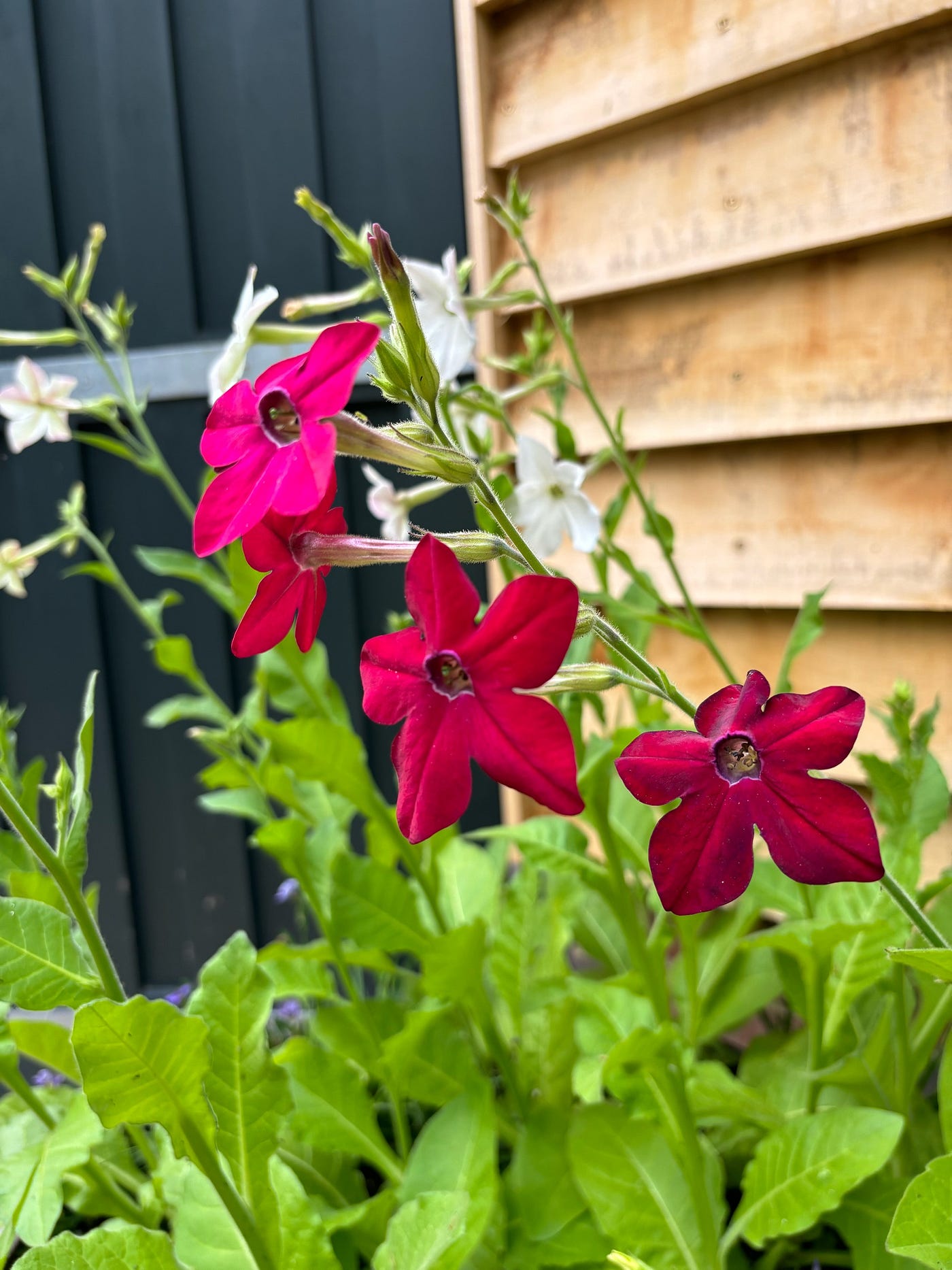 Nicotiana for Fragrant Summer Evenings | by Ivy Shepherd