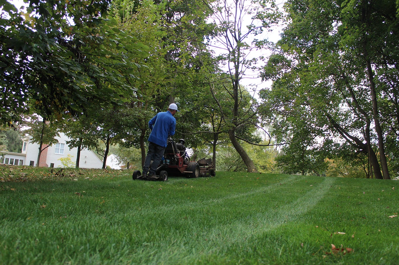 Lawn Care in Fairfax: What Local Homeowners Should Expect from a Professional Service