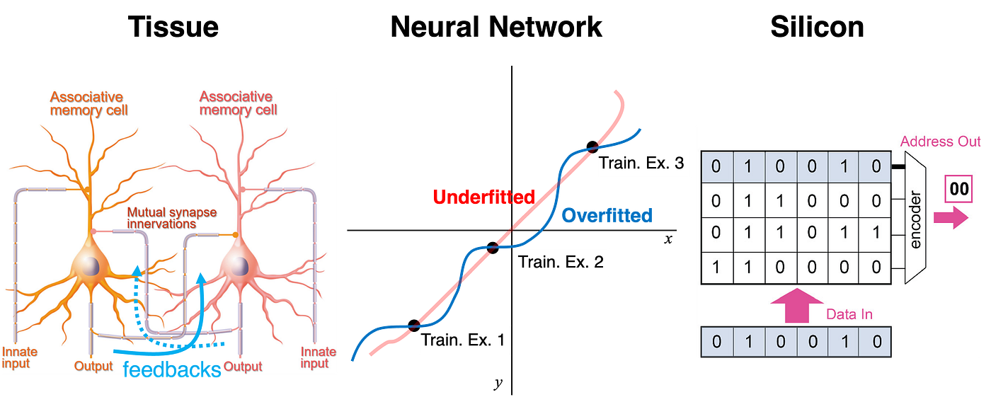 Associative Memory in Tissue, Neural Network, and Silicon