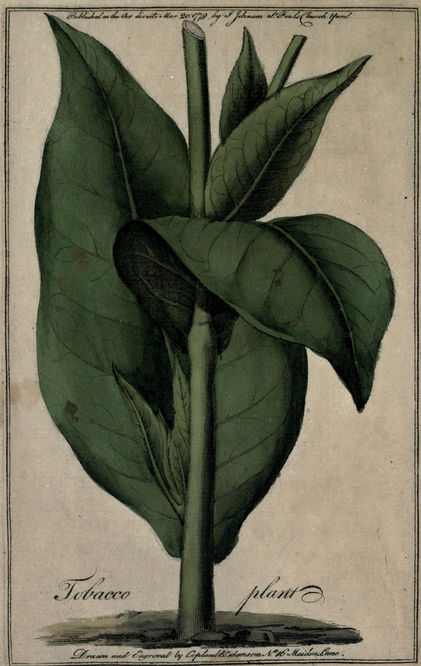 Tobacco Brides and Beyond: English Women in Early Southern Colonial History  | by Talitha Agan