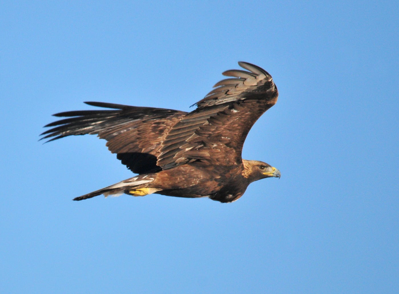 Get the Latest on Golden Eagles. In March 2021, the U.S. Fish andâ€¦ | by  U.S. Fish and Wildlife Service | Medium