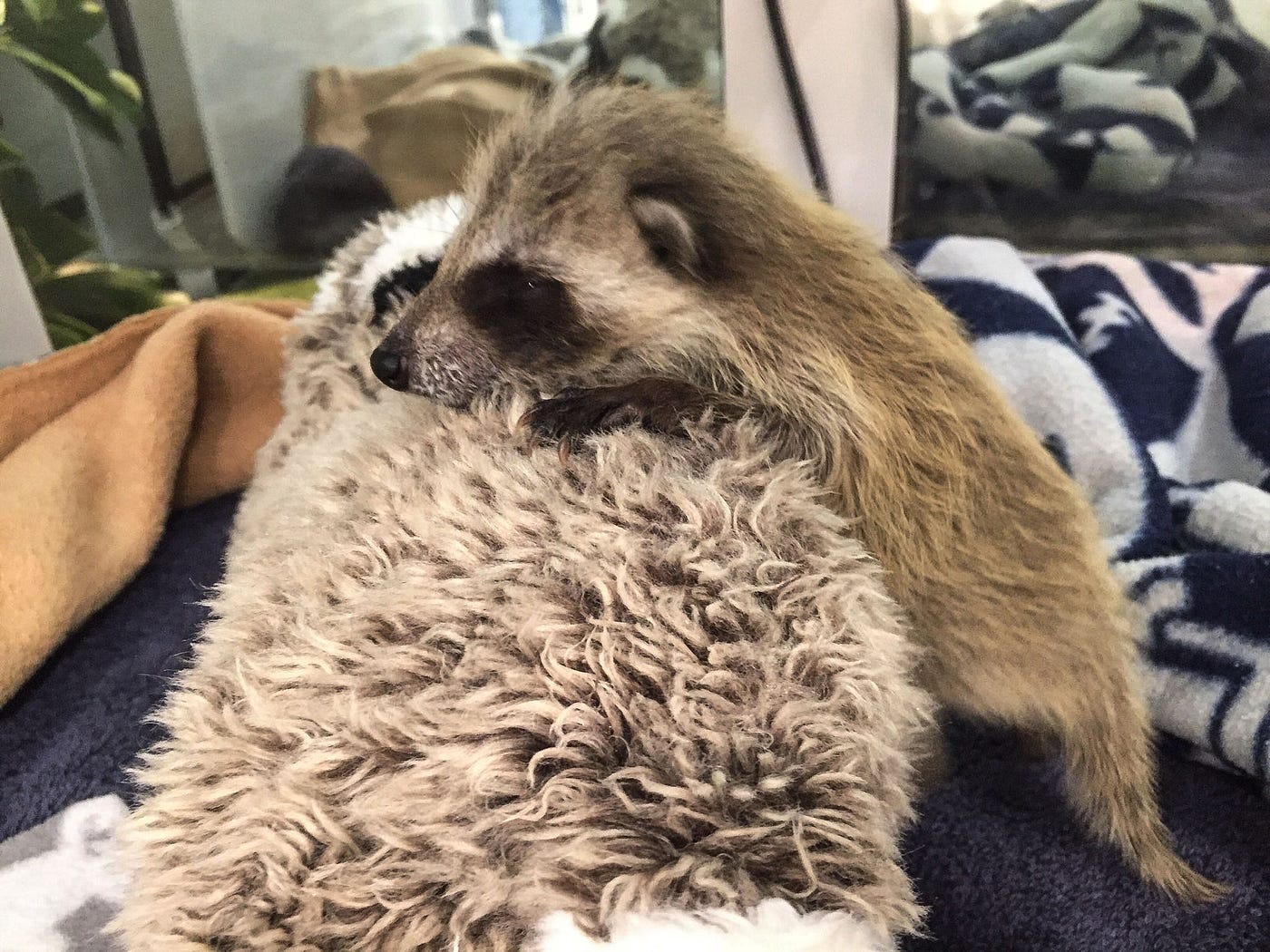 What Percentage of Raccoon Kits Survive: Shocking Survival Rates Revealed