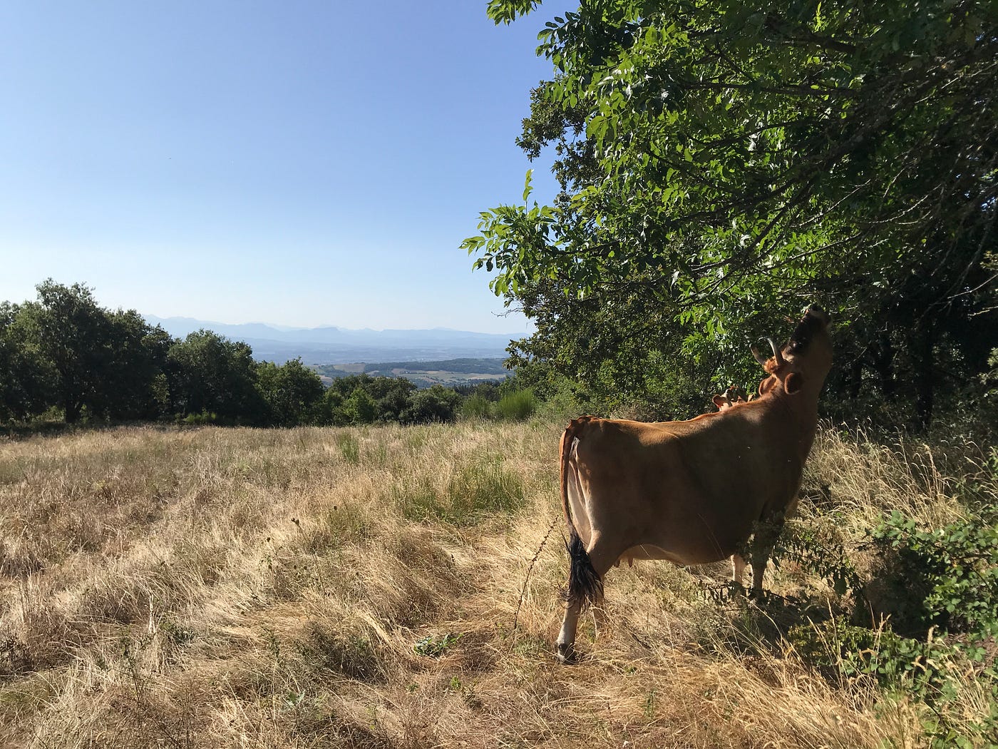 Le Domaine de Lorient, ferme vigneronne réensauvagée