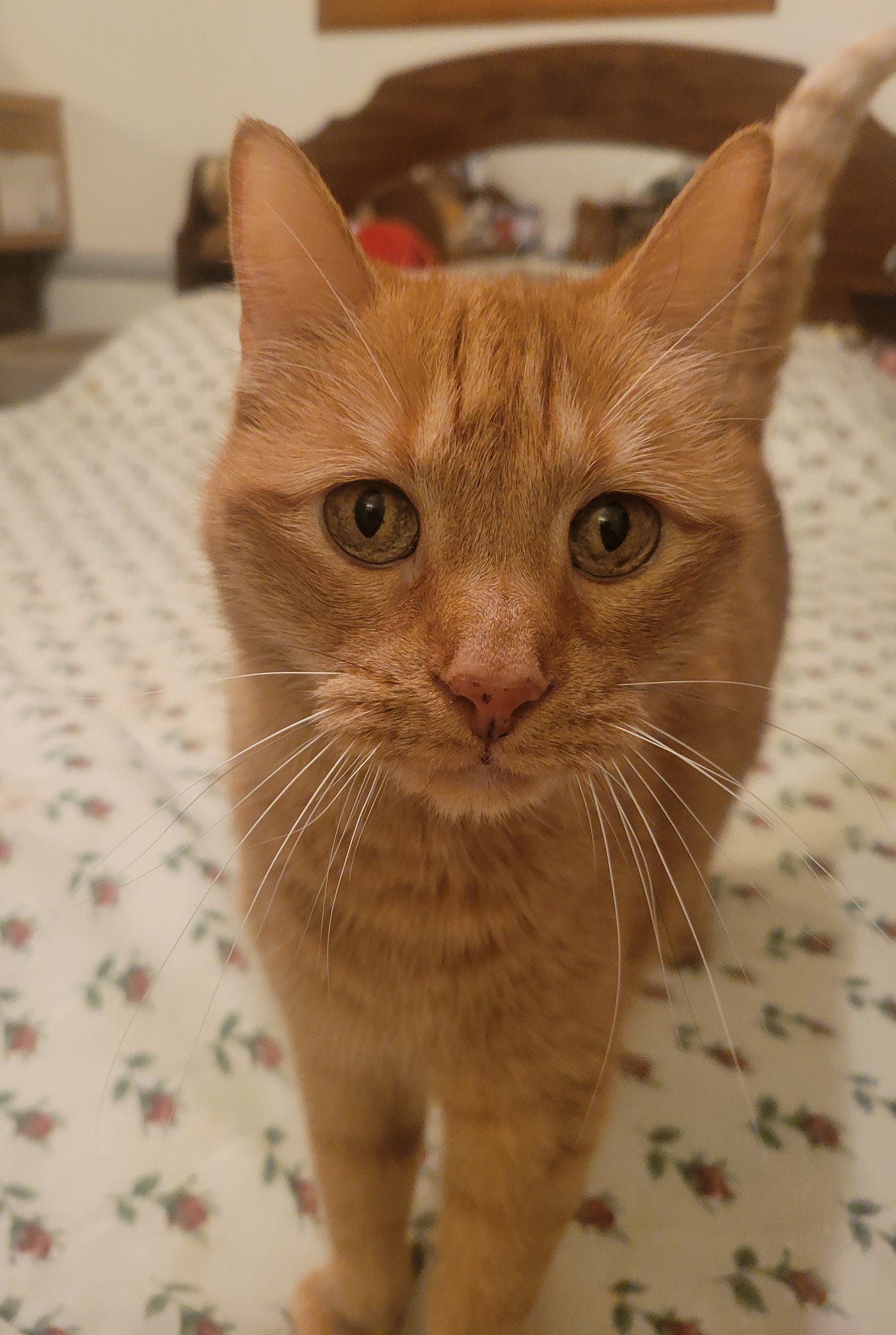 An Ode to a Fine Orange Feline