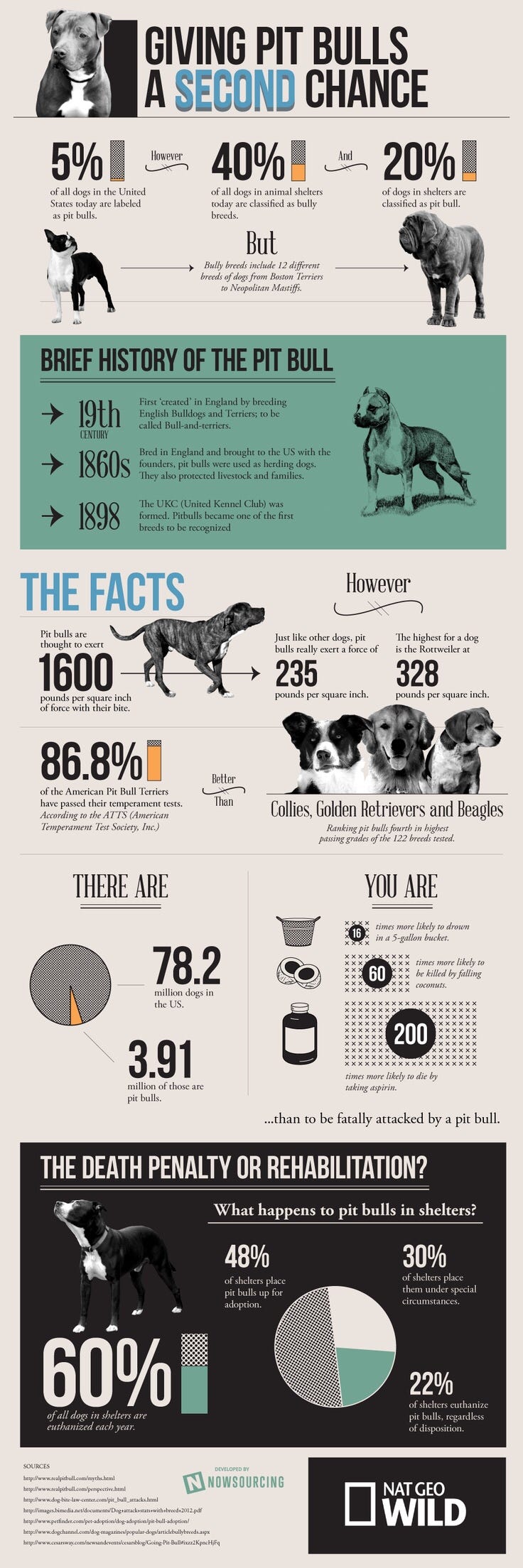 Restricted Dog Breeds Homeowners Insurance: Know Your Risks