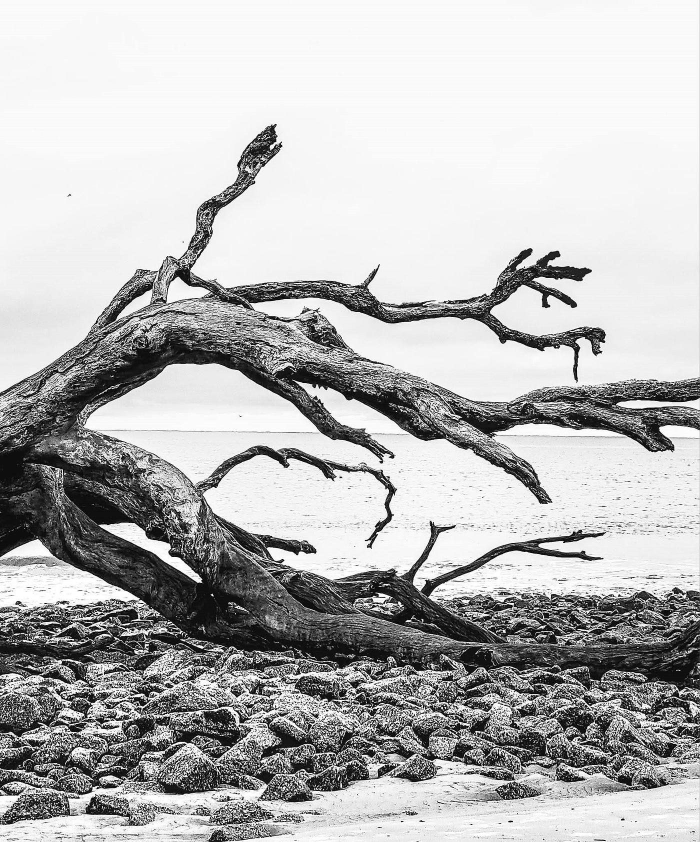 Driftwood Beach