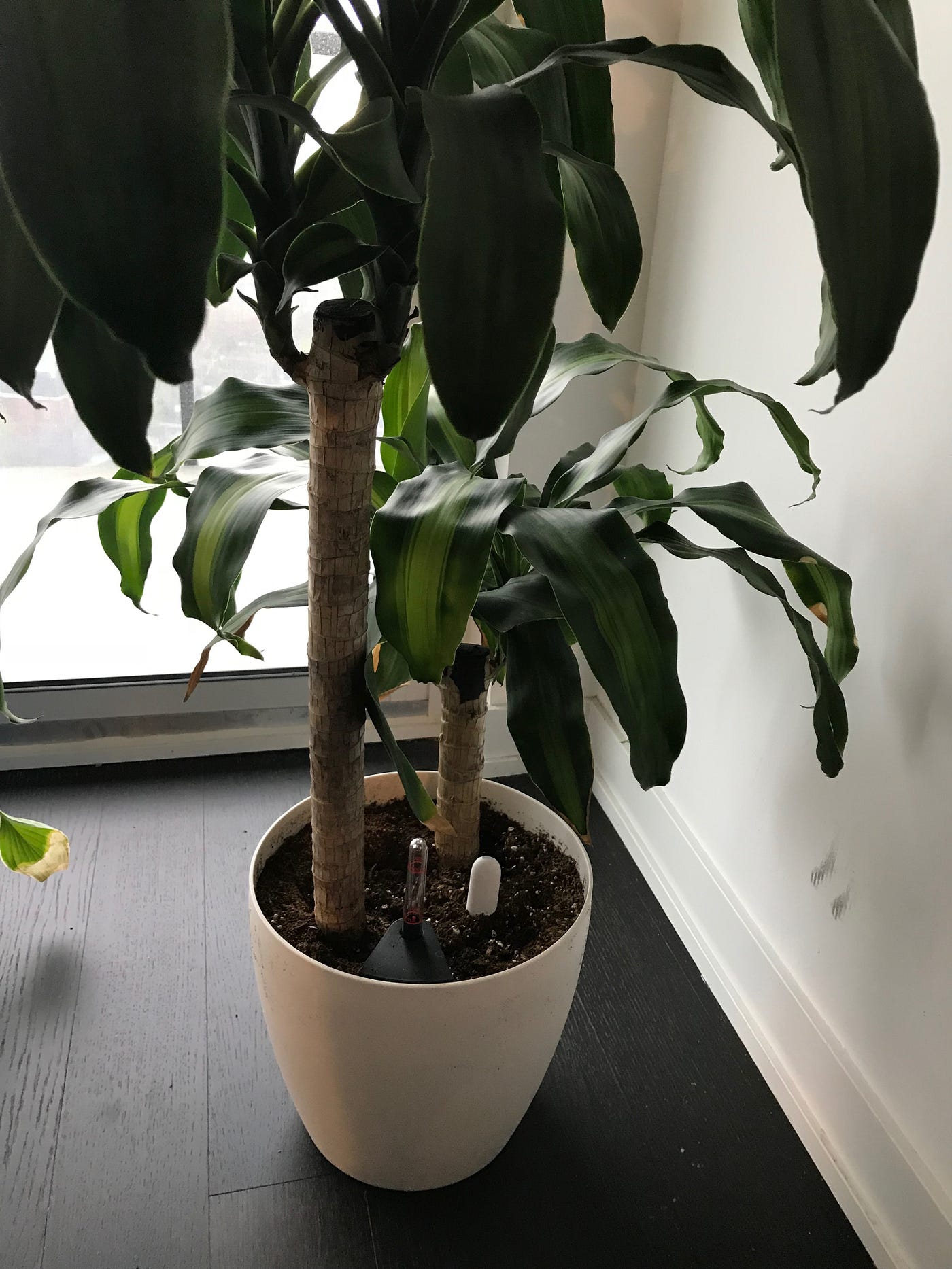 Monitoring Plants with AWS IoT and Home Assistant | by Craig Huber | Medium