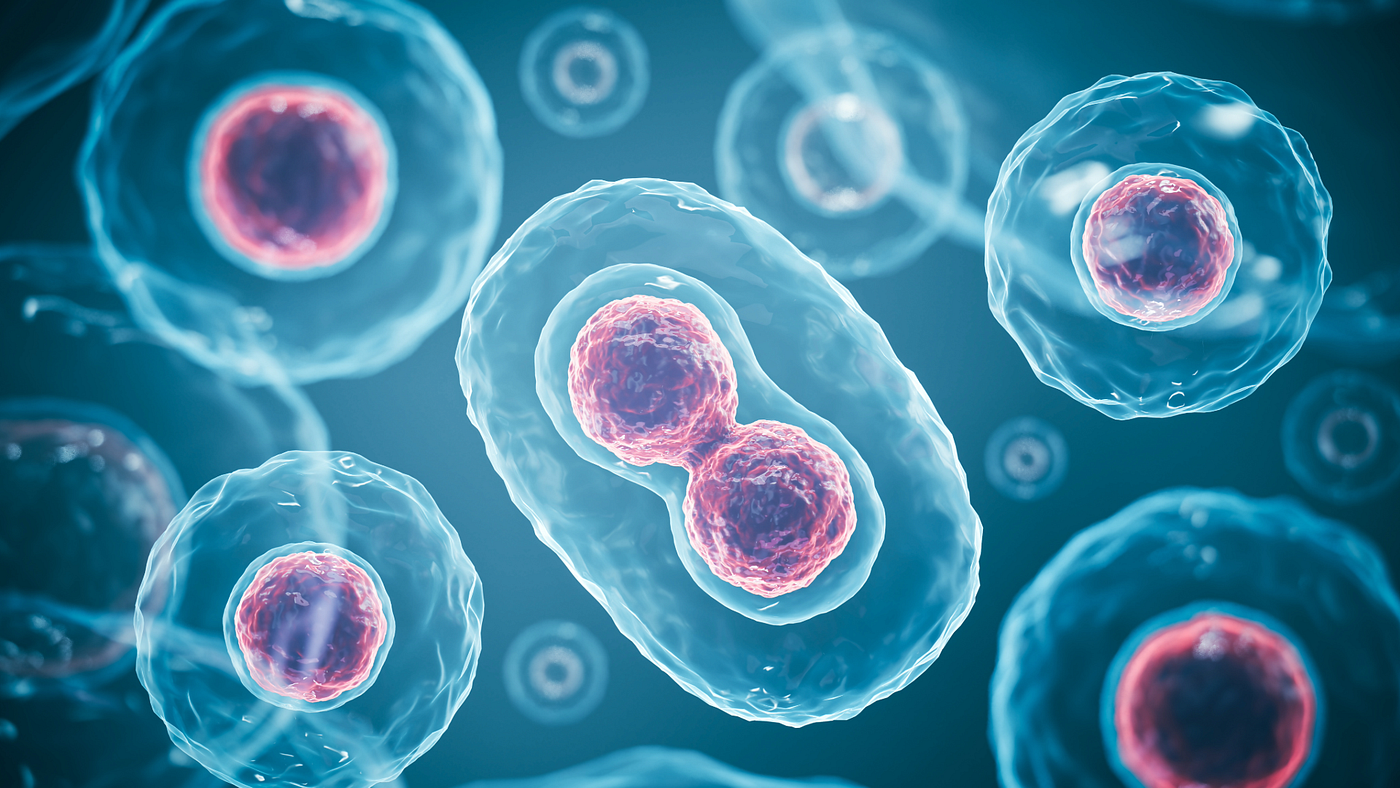 Does fasting increase natural stem cell production?